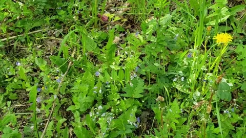 Kyiv. spring snowdrops Stock Footage 242500526