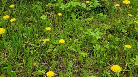 Kyiv. yellow daisies Stock Footage 242285485