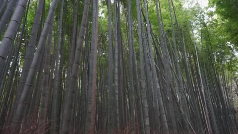 Kyoto Bamboo forest Video stock 200861822