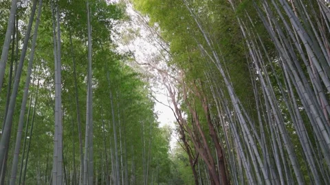 Kyoto Bamboo Pan up Video stock 200861928