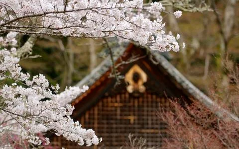 Kyoto Cherry Blossom with temple Stock Photos