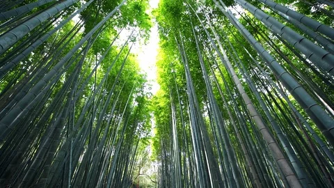 Kyoto, Japan low angle view vertical panning walking in Arashiyama bamboo grove Stock Footage 125528152