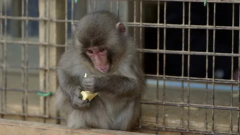 Kyoto Monkey Park eating Video stock 200861817