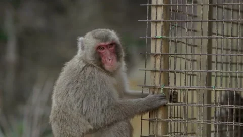 Kyoto Monkey Park watching Video stock 200861929