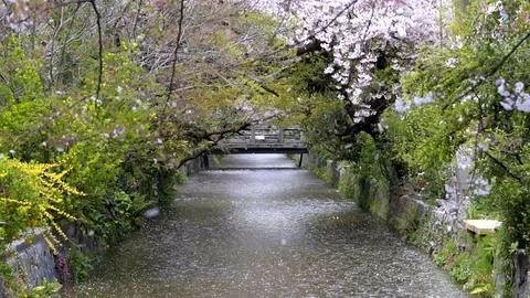 Kyoto seamless loop of cherry blossom flower petals falling in Japan Stock Footage 130073344
