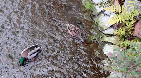 Kyoto stream ducks 動画素材 46766110