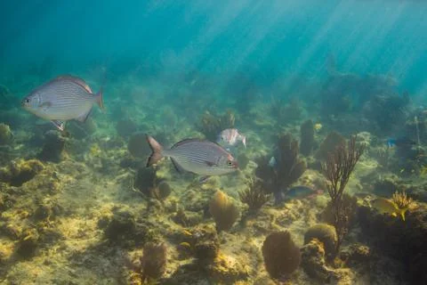 Kyphosus sectatrix Stock Photos