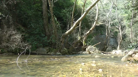 Kziv river at spring. Calm waters in the river. Stock Footage
