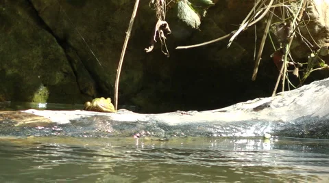 Kziv river at spring. A frog on a floating log. Stock Footage 2570374