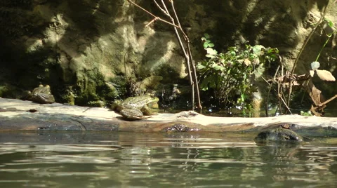 Kziv river at spring. A frog on a floating log. Stock Footage 2571719