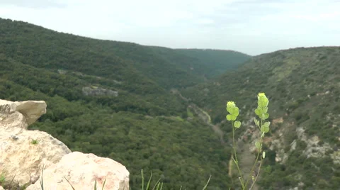Kziv river at spring. Slow motion.  Wadi with a flower at the foreground. Stock Footage 2569940