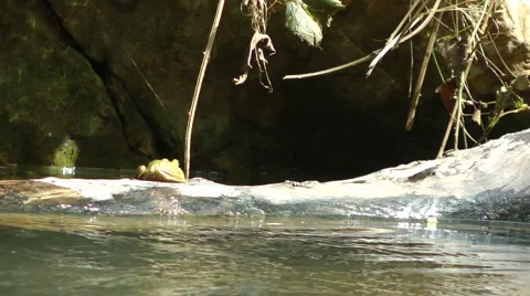 Kziv river at spring. Slow motion. A frog on a floating log. Stock Footage 2571240
