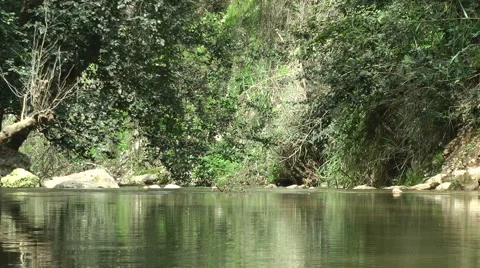 Kziv river at spring. Slow motion. Calm waters in the river. Stock Footage 2576011