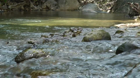 Kziv river at spring. Slow motion. Water streaming along trees and rocks. Stock Footage 2618166