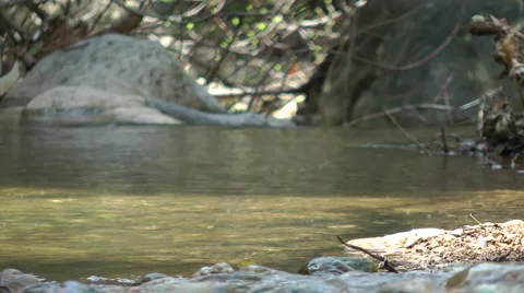 Kziv river at spring. Slow motion. Water streaming along trees and rocks. Stock Footage 2620201