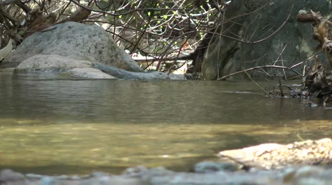 Kziv river at spring. Slow motion. Water streaming along trees and rocks. Stock Footage 2621388