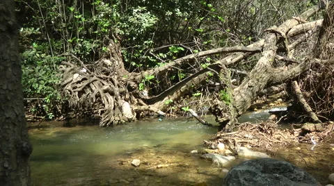 Kziv river at spring. Slow motion. Water streaming under the big dead tree. Stock Footage 2625698