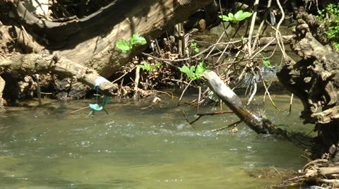 Kziv river at spring. Slow motion. Water streaming under the big dead tree. Stock Footage 2627892