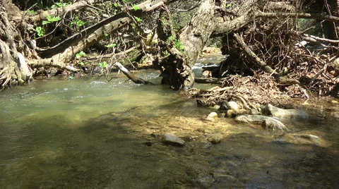 Kziv river at spring. Slow motion. Water streaming under the big dead tree. Stock Footage 2630338