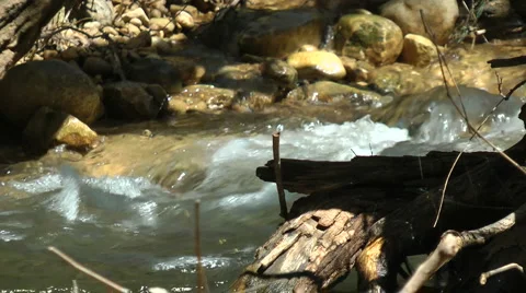 Kziv river at spring. Slow motion. Water streaming under the big dead tree. Stock Footage 2636767
