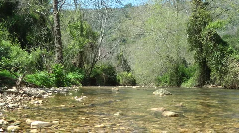 Kziv river at spring. Slow motion. Bottom of a shallow river. Stock Footage 2641682