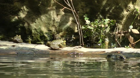 Kziv river at spring. Slow motion. A frog on a floating log. Stock Footage 2847562