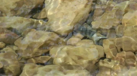 Kziv river at spring. Slow motion.Bottom of a shallow river. Stock Footage 2611495