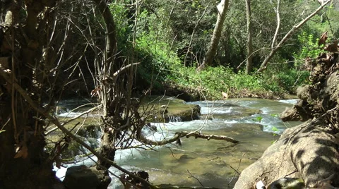 Kziv river at spring. Water streaming along trees and rocks. Stock Footage 2608760