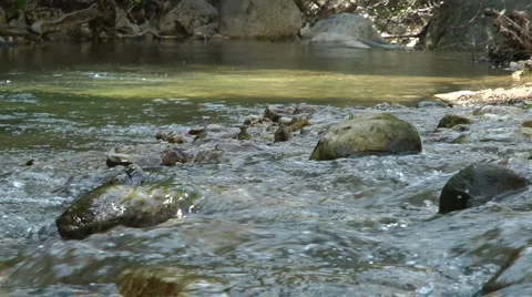 Kziv river at spring. Water streaming along trees and rocks. Stock Footage 2617159