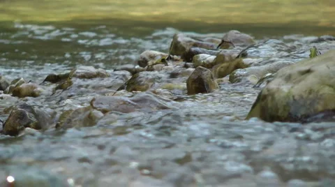 Kziv river at spring. Water streaming along trees and rocks. Stock Footage 2618539