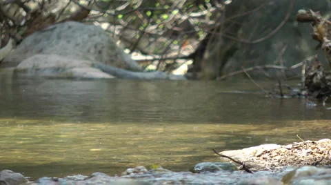 Kziv river at spring. Water streaming along trees and rocks. Stock Footage