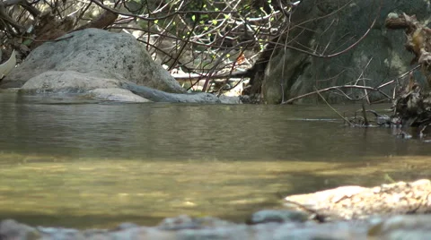 Kziv river at spring. Water streaming along trees and rocks. Stock Footage 2620588