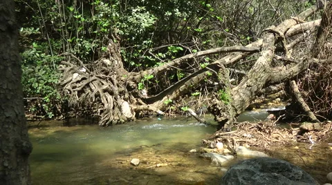 Kziv river at spring. Water streaming under the big dead tree. Stock Footage 2624030