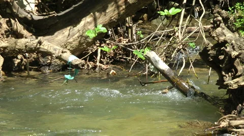 Kziv river at spring. Water streaming under the big dead tree. Stock Footage 2626583