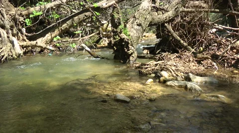 Kziv river at spring. Water streaming under the big dead tree. Stock Footage 2628643