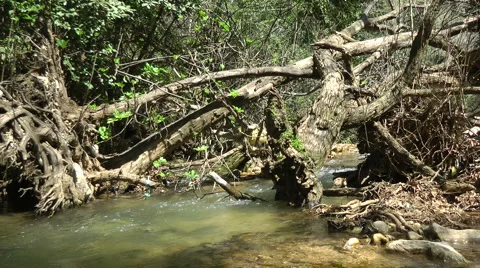 Kziv river at spring. Water streaming under the big dead tree. Stock Footage 2631811