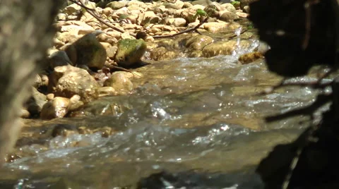 Kziv river at spring. Water streaming under the big dead tree. Stock Footage 2634913