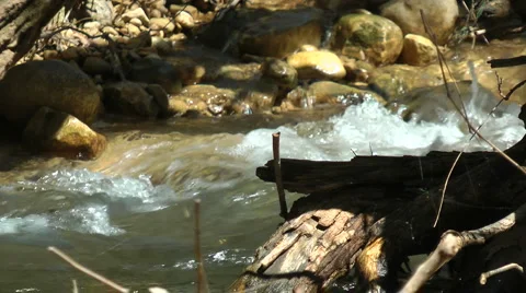 Kziv river at spring. Water streaming under the big dead tree. Stock Footage 2636086
