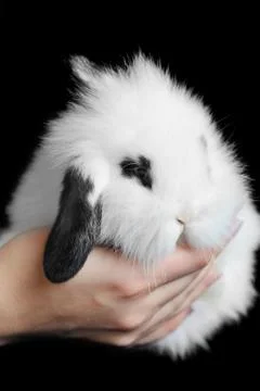 L beautiful rabbit Stock Photos