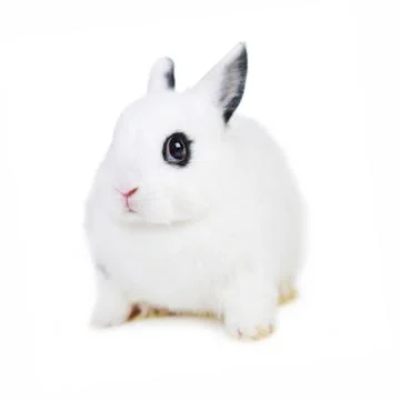 L beautiful rabbit Stock Photos