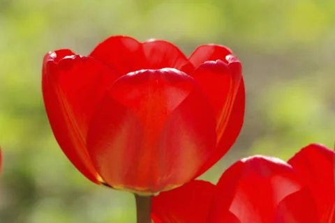 L red tulips Foto stock