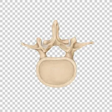 L1_spine Stock Illustration