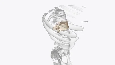 The L2 vertebra is the second uppermost of the five (5) lumbar vertebrae towa Stock Illustration