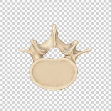 L2_spine Stock Illustration