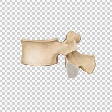 L4_spine Stock Illustration