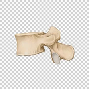 L5_spine Stock Illustration