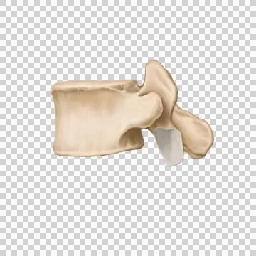 L6_spine Stock Illustration