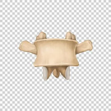 L7-spine Stock Illustration