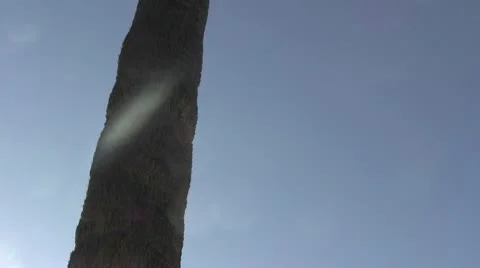 LA-0084 PALM TREE Stock Footage 10699900