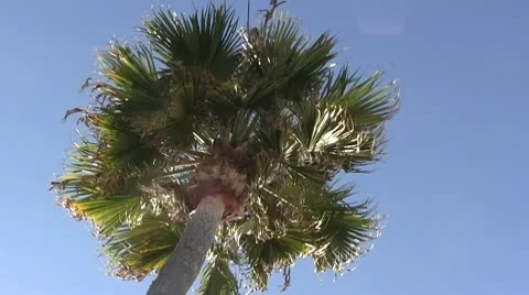 LA-0095 PALM TREE AND SOLAR FLARE Stock Footage 10699969